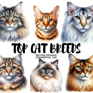 Op de afbeelding: Een verzameling van zes verschillende kattenrassen, waaronder een Maine Coon, een Siamese, een Ragdoll, een Bengaal, een Abyssinier en een Perzische. De katten kijken allemaal met een licht gekanteld hoofd naar de camera. De afbeelding is tegen een witte achtergrond geplaatst en bevat de tekst "Top Cat Breeds 180 PNG Designs Commercial Use".