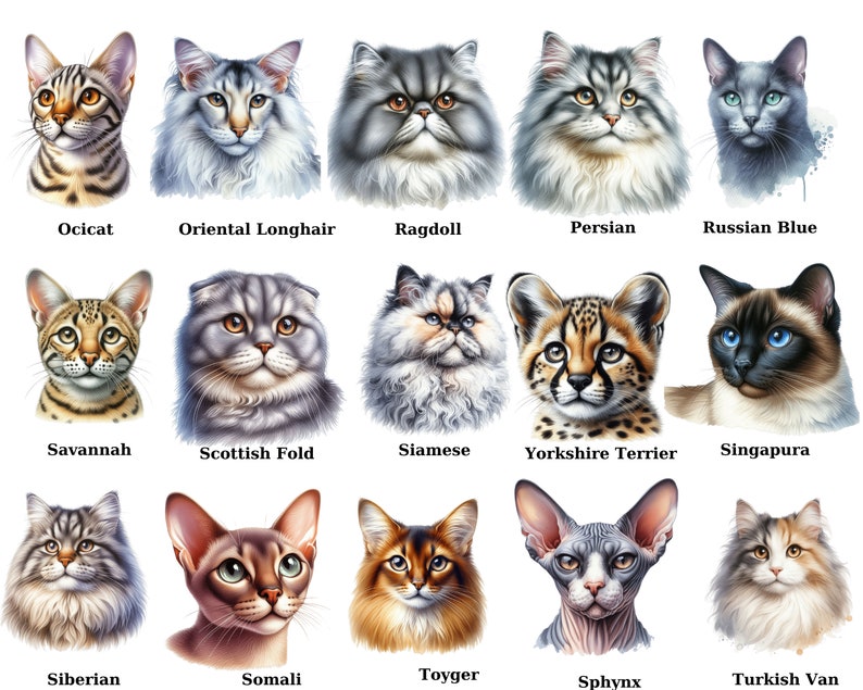 Realistic Cat Breeds PNG Clipart Bundle: Watercolor Animals (digital ...