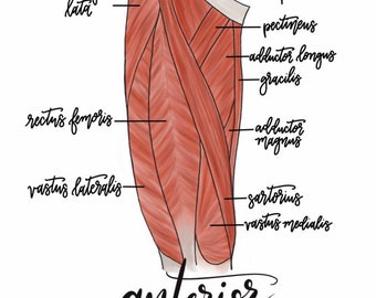 set of 4 Anatomy Leg Prints