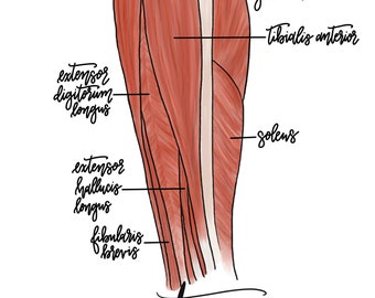 Anterior Leg Anatomy Art