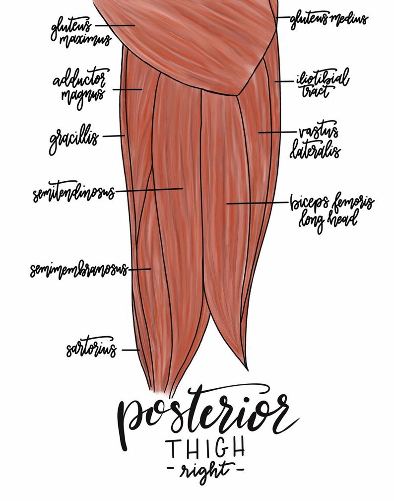 set of 4 Anatomy Leg Prints