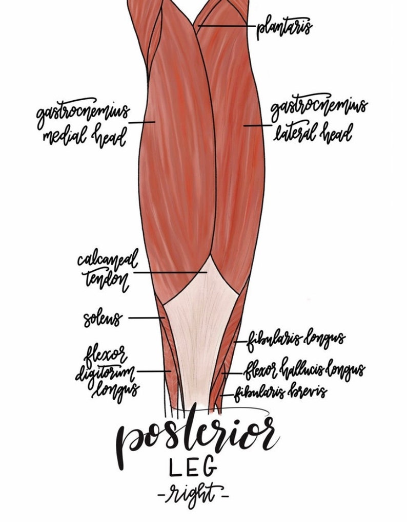 set of 4 Anatomy Leg Prints