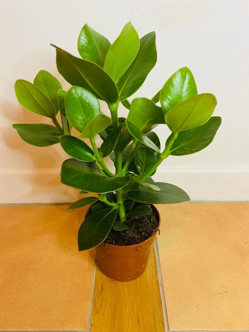 Clusia Rosea Princess plant Autograph tree in a 12cm pot image 1