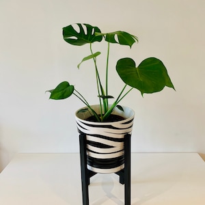 Puede incluir: Una planta de Monstera en maceta con grandes hojas verdes en una maceta de cerámica con estampado de cebra en blanco y negro sobre un soporte de madera negro.