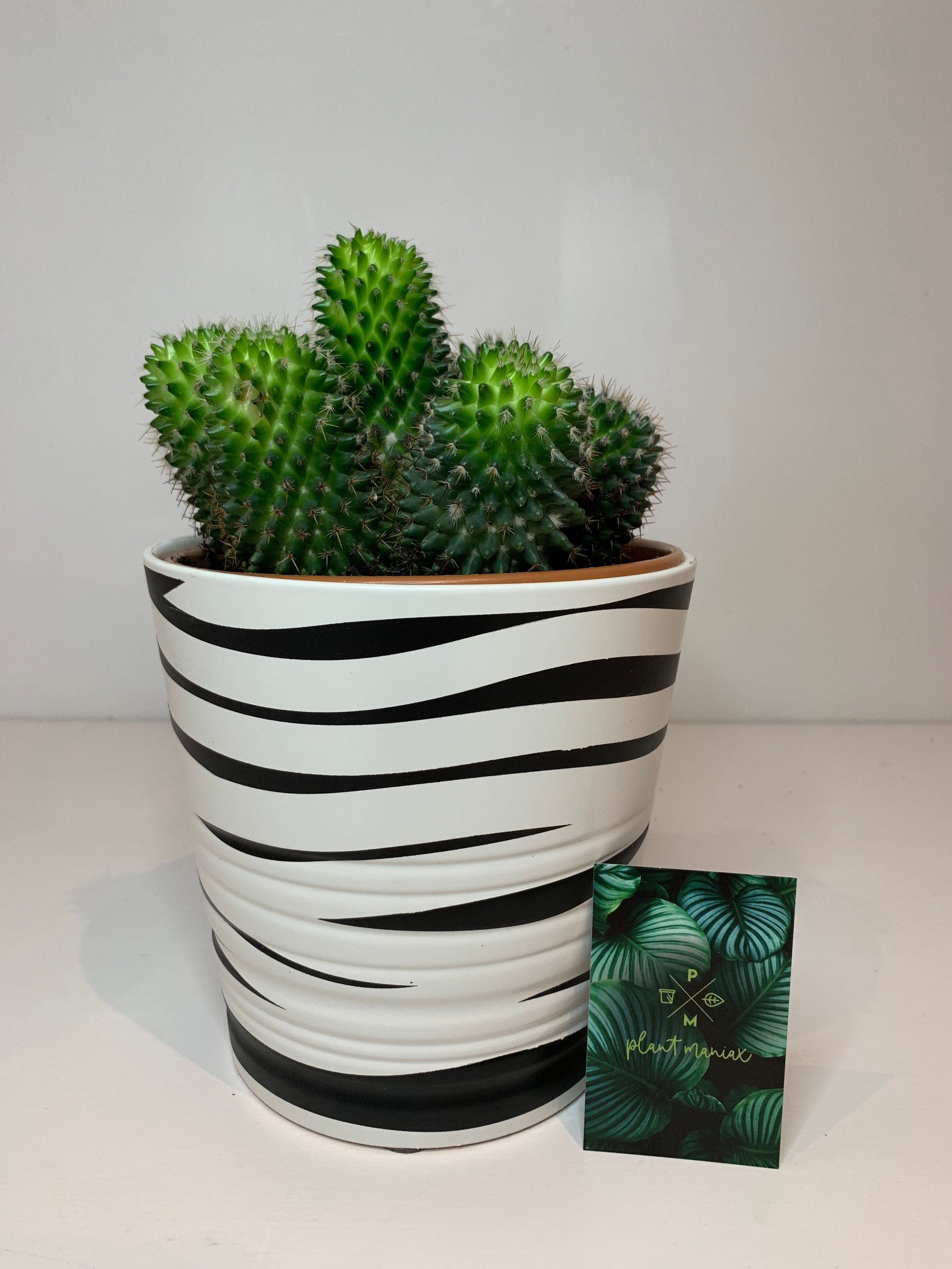 Something Different Vaso per piante in terracotta, 12 x 13 cm (1 pezzo), 12 x 13 x 12 cm, colore: nero