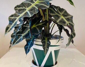 Plant Pot planter hand painted in green and white with matching saucer made to order in uk by Italian craft man