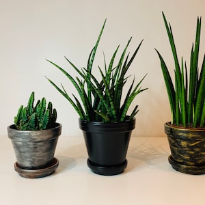 May include: Three potted plants, one with a grey pot, one with a black pot, and one with a gold pot. The plants are all green and have long, thin leaves.
