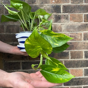 May include: A potted plant with green and yellow variegated leaves in a white and blue striped ceramic pot. The plant is hanging over the edge of the pot.