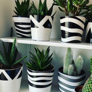 May include: A collection of six potted plants with black and white striped ceramic pots. The plants are various types of succulents and cacti.
