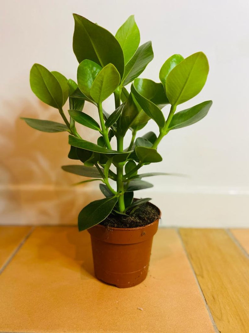 Clusia Rosea Princess plant Autograph tree in a 12cm pot image 2