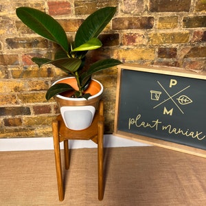 May include: A rubber plant in a terracotta pot with white accents sits on a wooden plant stand. The plant is in front of a brick wall and a sign that reads "Plant Maniac".