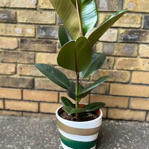 May include: A potted rubber plant with large, green leaves in a white and green striped pot. The pot has a brown band around the top.