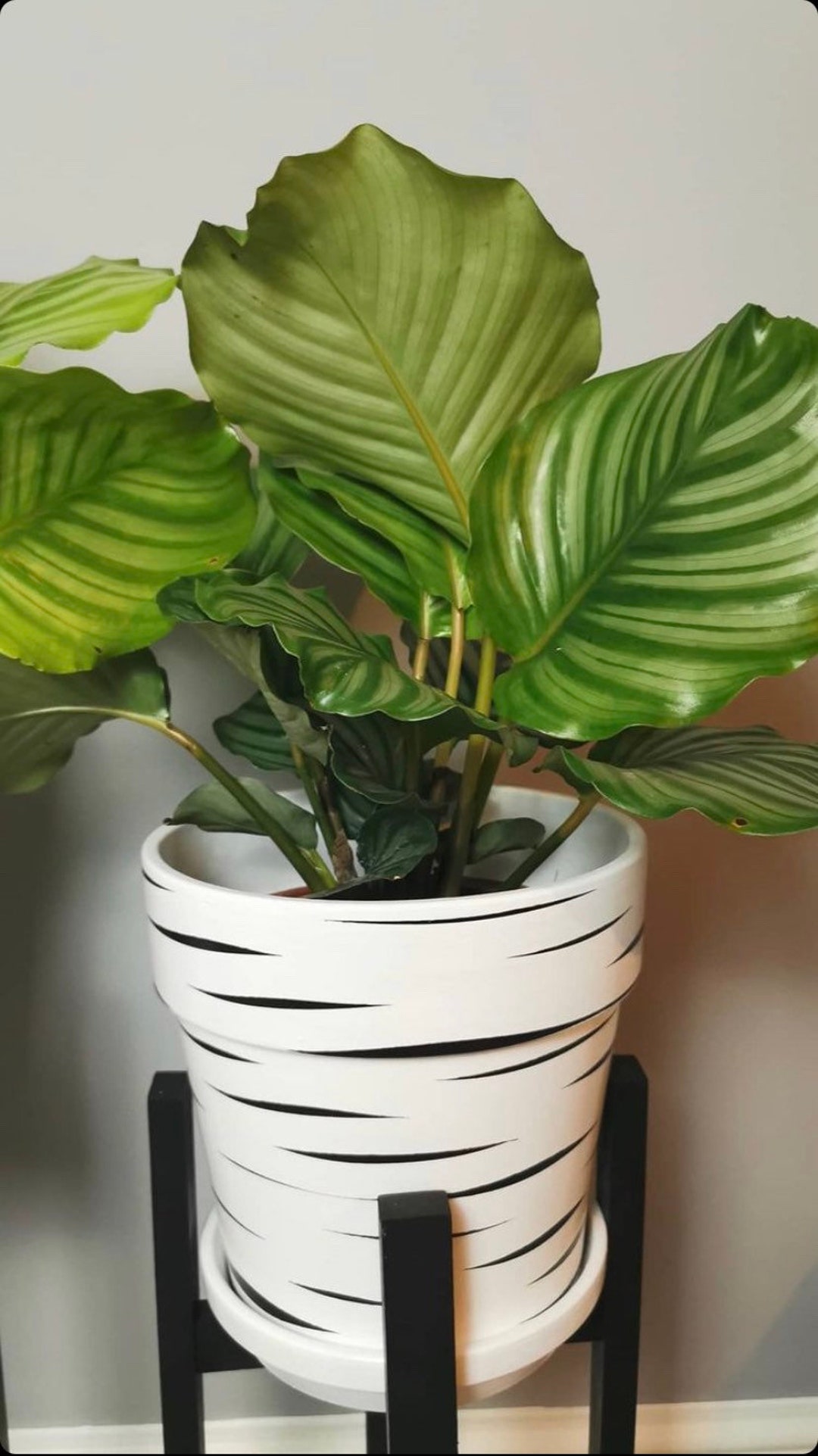 Macetas pintadas a mano Triángulos\u0026ondas o Tigre Blanco o Cebra - Etsy  México, image size:1080x1923