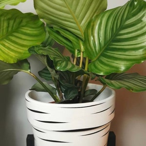 May include: A green and white striped houseplant in a white planter with black stripes. The planter is on a black plant stand.
