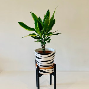 May include: A green plant with yellow stripes on the leaves in a white and black zebra patterned pot on a black metal plant stand.