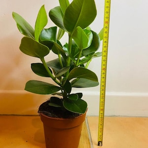 Clusia Rosea Princess plant Autograph tree in a 12cm pot image 5