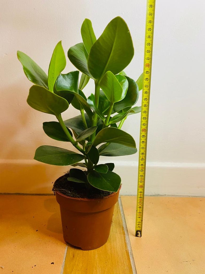 Clusia Rosea Princess plant Autograph tree in a 12cm pot image 5