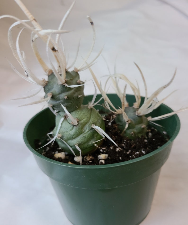 Paper Spine Cactus Tephrocactus Articulatus