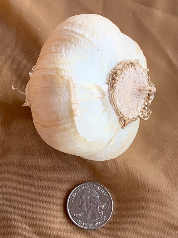 Large Elephant Garlic Bulbs Etsy
