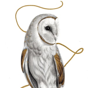 Barn Owl Art Print | Animal Art, Wildlife Art, British Wildlife, Owl Art, Bird of Prey, Gift Idea, Home Decor