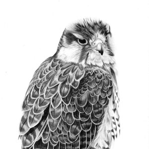 Lanner Falcon Art Print | Falconry, Bird of Prey, Wildlife, Animal Art, Nature, Home Decor, Gift Idea