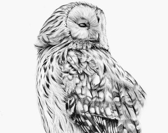 Ural Owl Art Print | Bird of Prey, Wildlife Art, Animal Art, Home Decor, Gift Idea