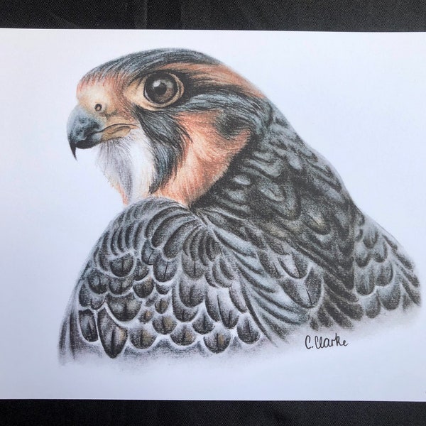 Aplomado Falcon Art Print | Bird of Prey, Animal Art, Wildlife, Falconry Art, Gift Idea, Home Decor