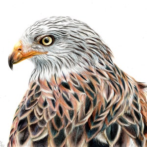 Red Kite Art Print | Bird of Prey, British Wildlife, Home Decor, Gift Idea