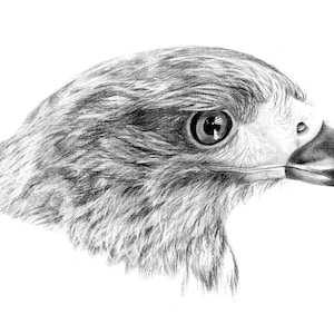 Harris Hawk Art Print | Animal Art, Wildlife, Falconry Art, Gift Idea, Home Decor, Bird of Prey, Hawking