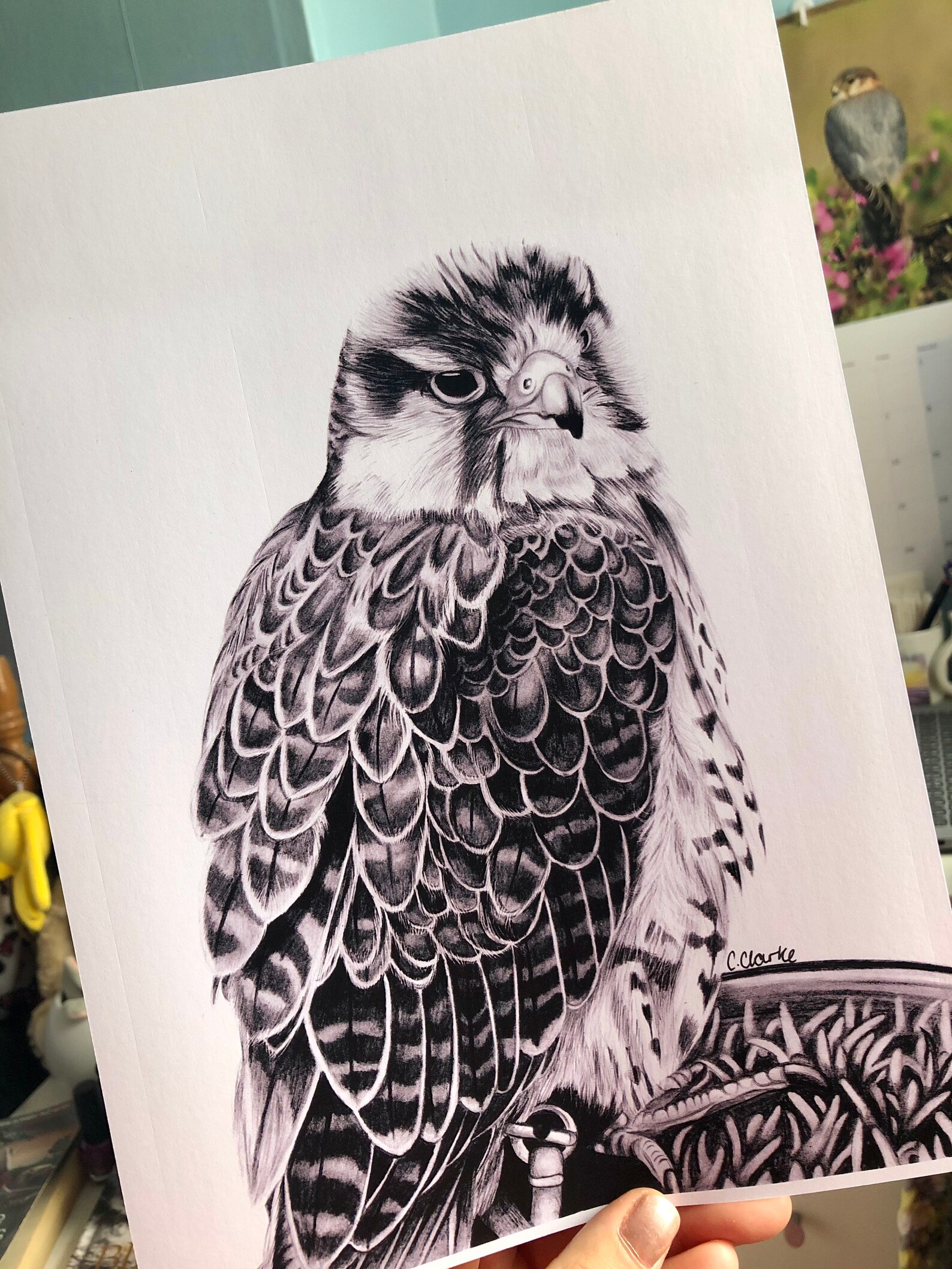 Lanner Falcon Art Print Falconry, Bird of Prey, Wildlife, Animal Art