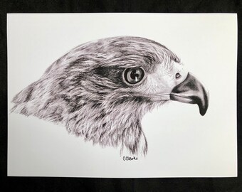 Harris Hawk Art Print | Animal Art, Wildlife, Falconry Art, Gift Idea, Home Decor, Bird of Prey, Hawking