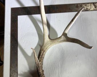 Astas de venado cola blanca auténticas, decoración del hogar, artesanía, estilo rústico