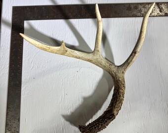 Real Whitetail Deer Antler, Home Decor, Craft, Rustic