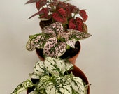 Polka Dot Plant (Hypoestes phyllostachya Flamingo Plant) in 8cm Pots