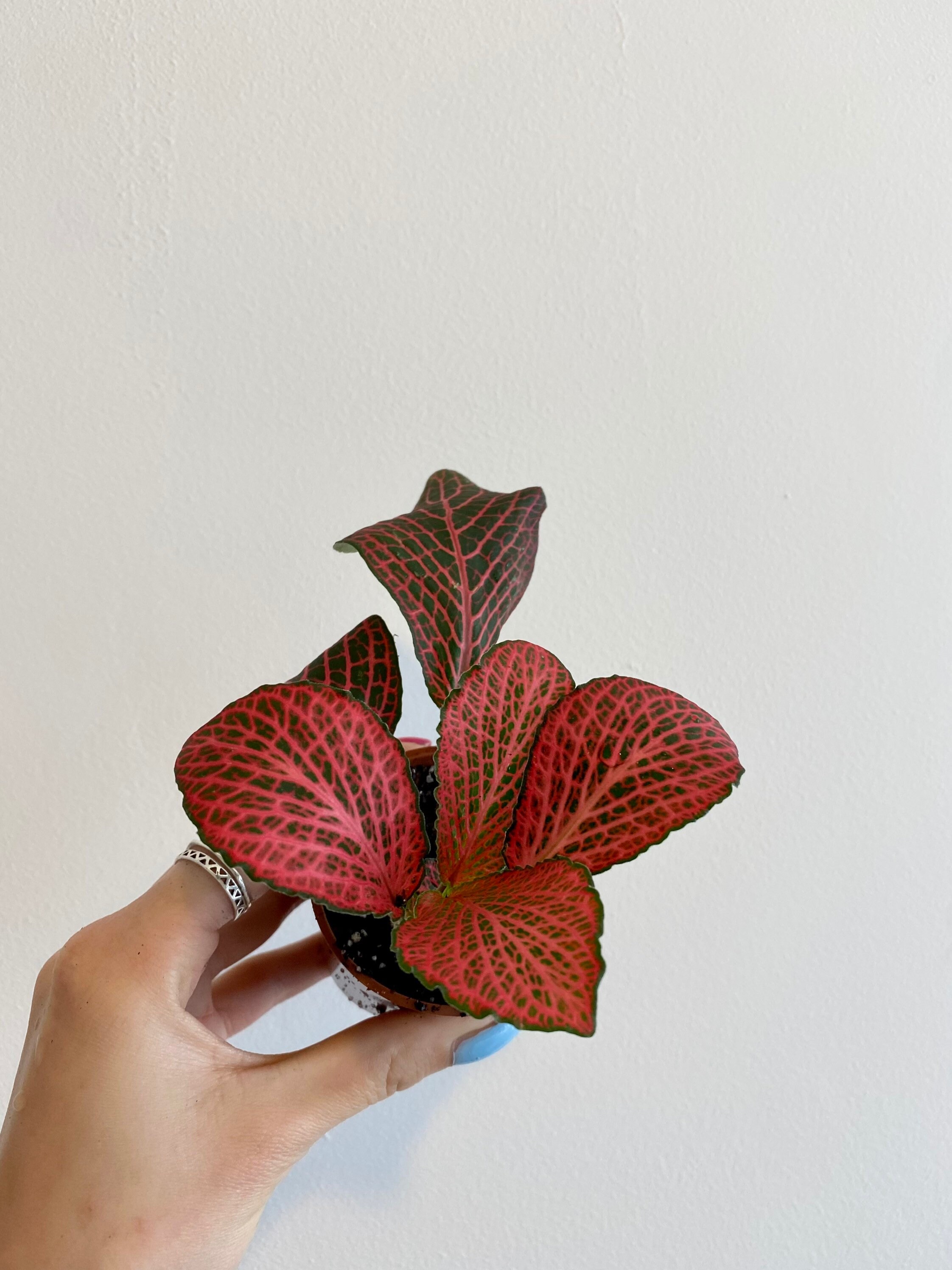 Red Anne Fittonia Nerve plants Mosaic plants Painted Net