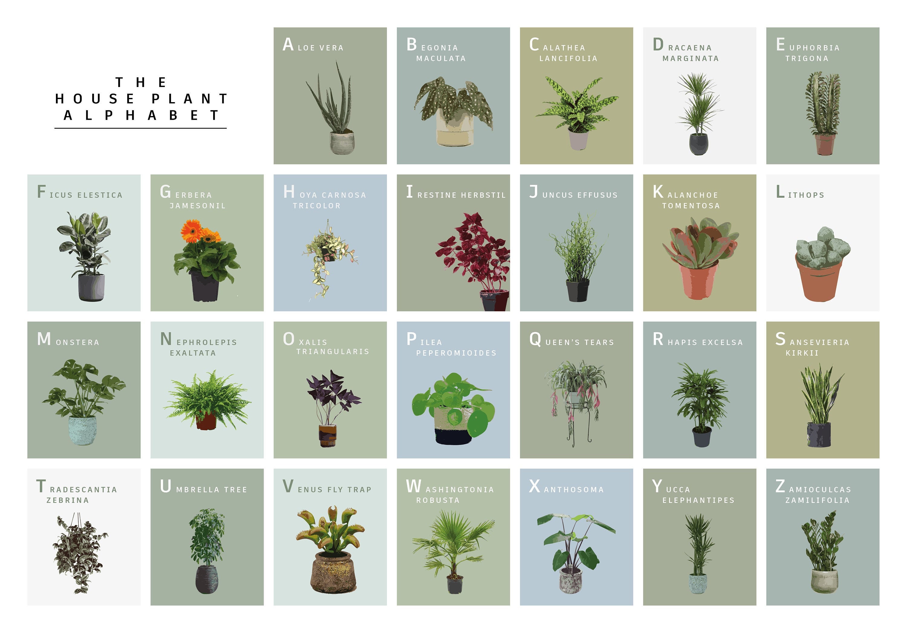 The House Plant Alphabet AZ Print. Unframed Digital Art A to Etsy
