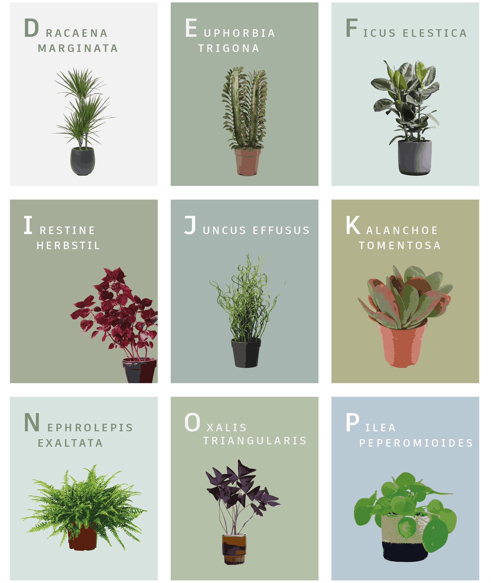 The House Plant Alphabet AZ Print. Unframed Digital Art A to Etsy