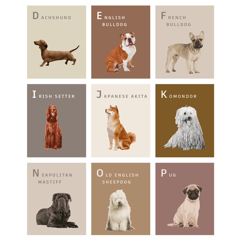 Dachshund, sausage dog, english bulldog, french bulldog, irish setter, japanese akita, komondor, neapolitan mastiff, old English sheepdog, pug