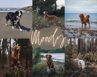 MOODY Dog LIGHTROOM PRESET For Mobile & Desktop, Presets for Dogs, Pet Preset, Puppy, Dark Presets, Dog Influencer, Earthy Tones, Filter