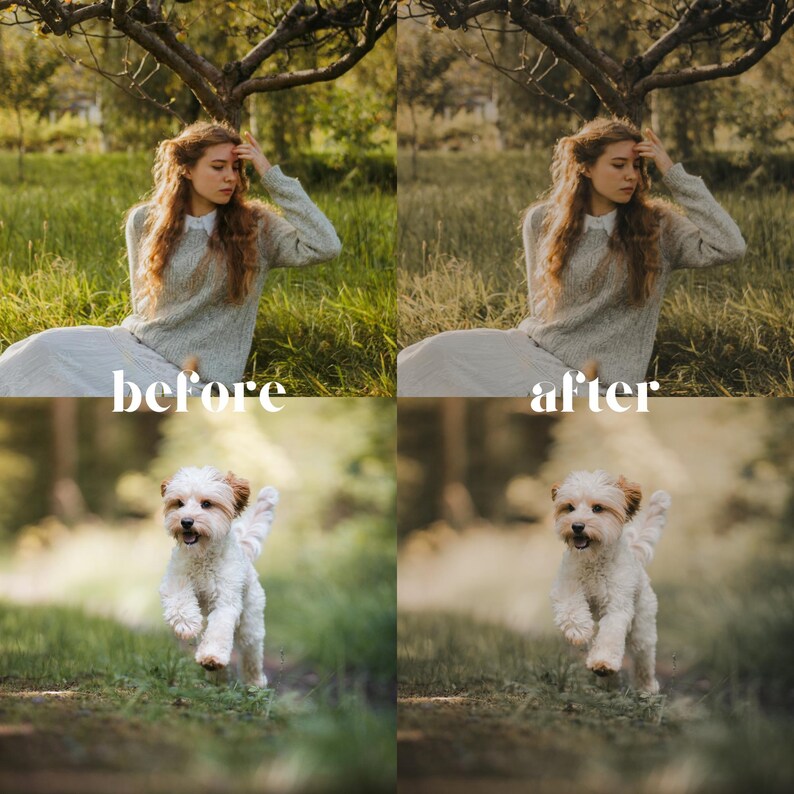 May include: A split image showing a woman in a gray sweater and white dress, and a small white and brown dog running in a grassy area. The text "before" and "after" is overlaid on the image, indicating a photo editing comparison.