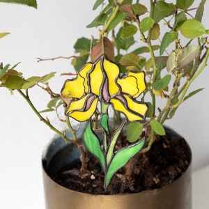 May include: A yellow stained glass iris flower with green leaves, placed in a potted plant with green leaves and brown soil. The pot is made of brass.