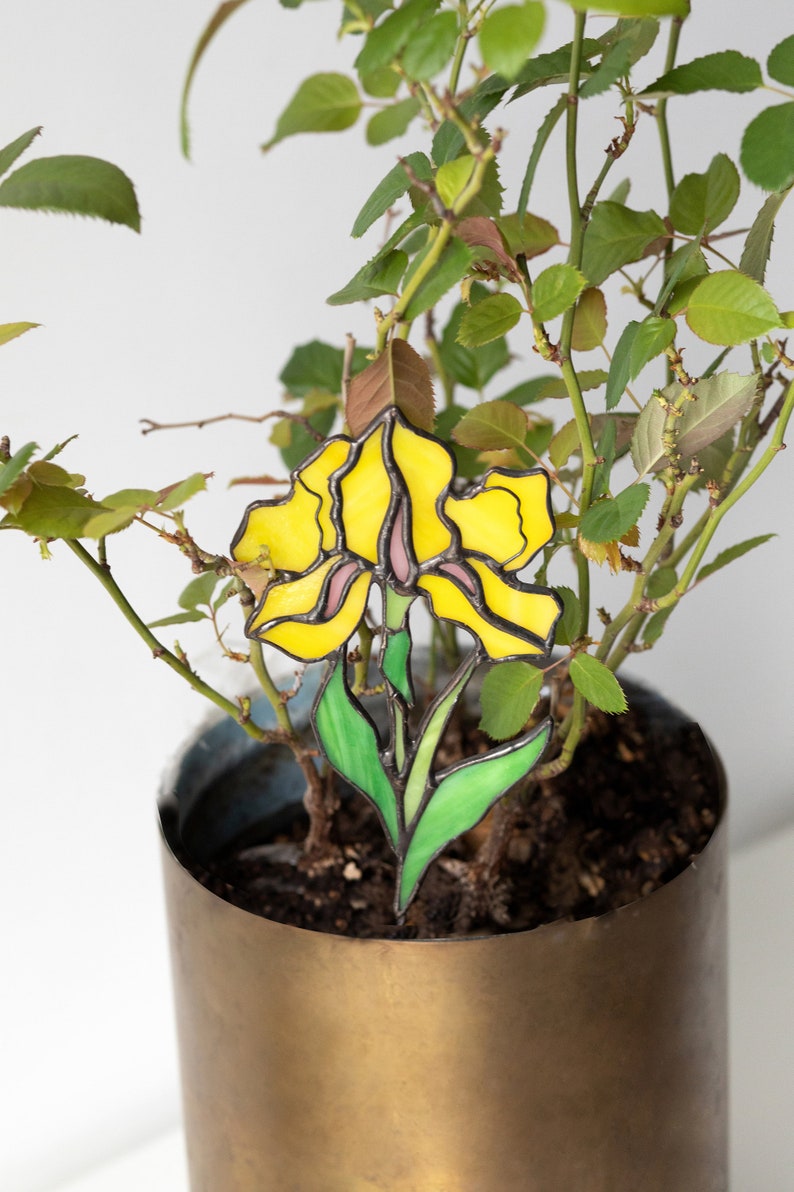 May include: A yellow stained glass iris flower with green leaves, placed in a potted plant with green leaves and brown soil. The pot is made of brass.