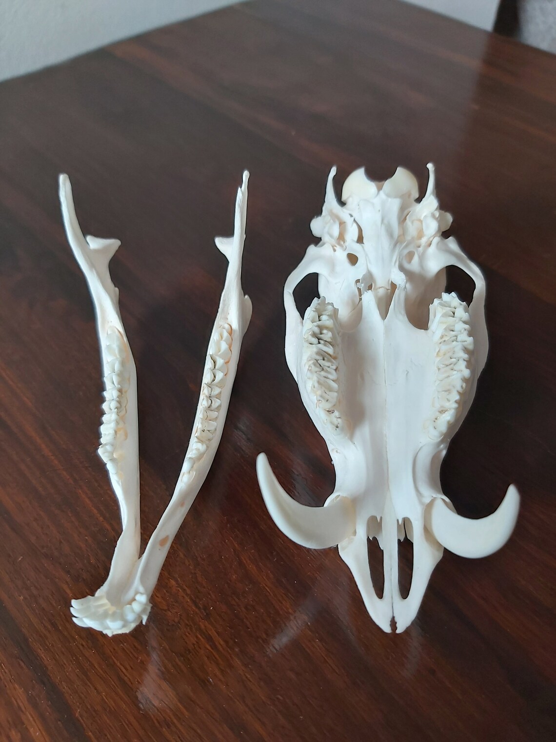 Real Chinese Water Deer Buck Skull Taxidermy Etsy