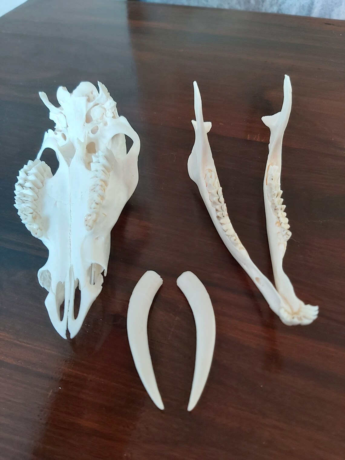 Real Chinese Water Deer Buck Skull Taxidermy Etsy