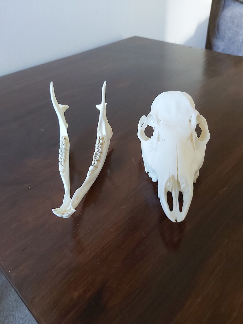 Real Chinese Water Deer Doe Skull Taxidermy Etsy