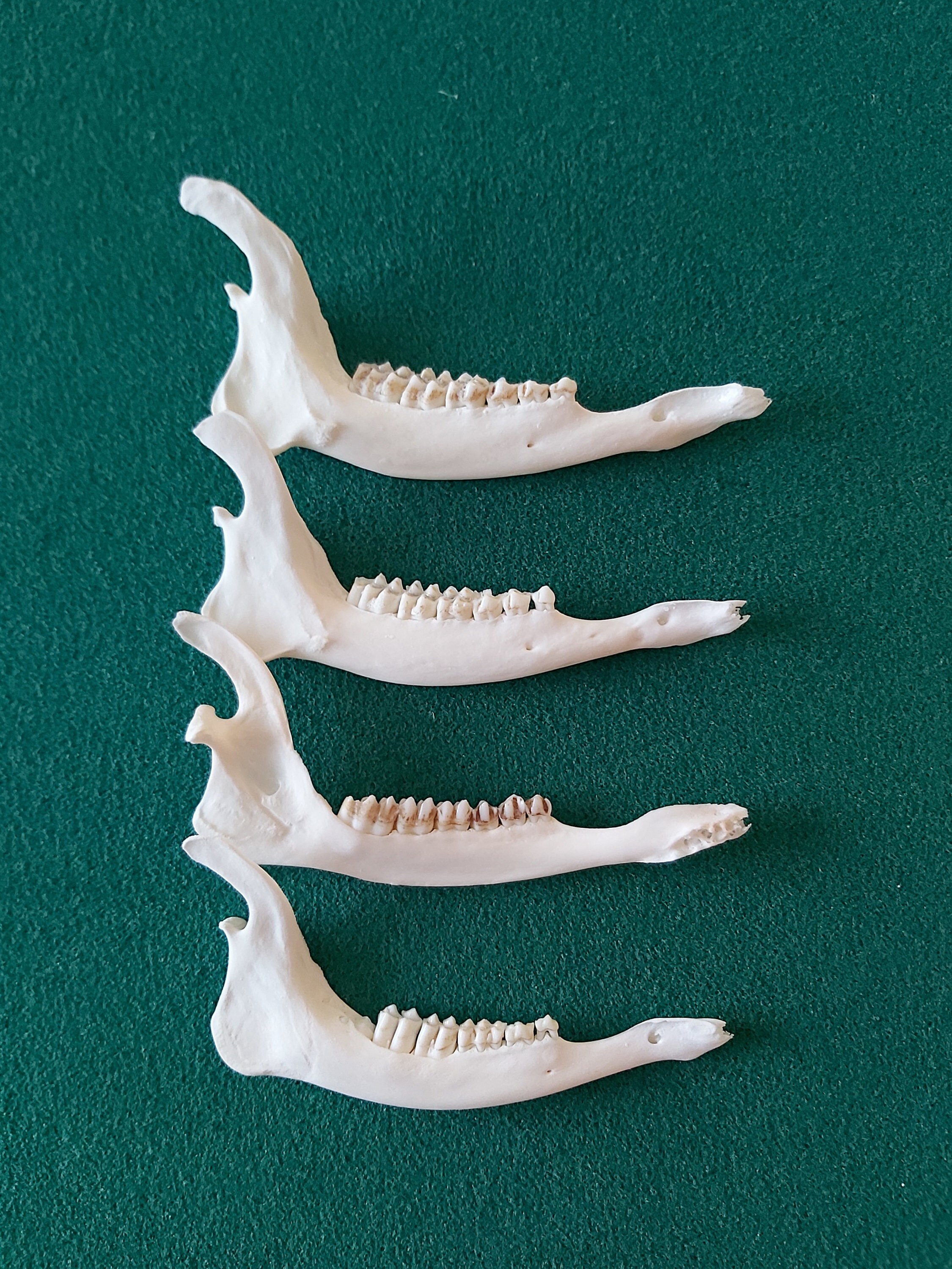 Animal Jaw Bones - Etsy UK Animal Jaw Bones - Etsy UK
