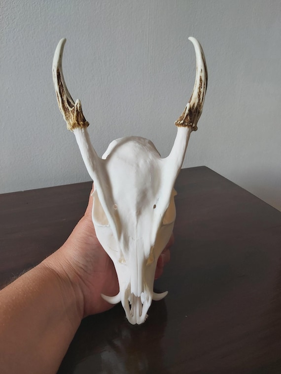 Real Muntjac Buck Deer Skull Antlers Etsy