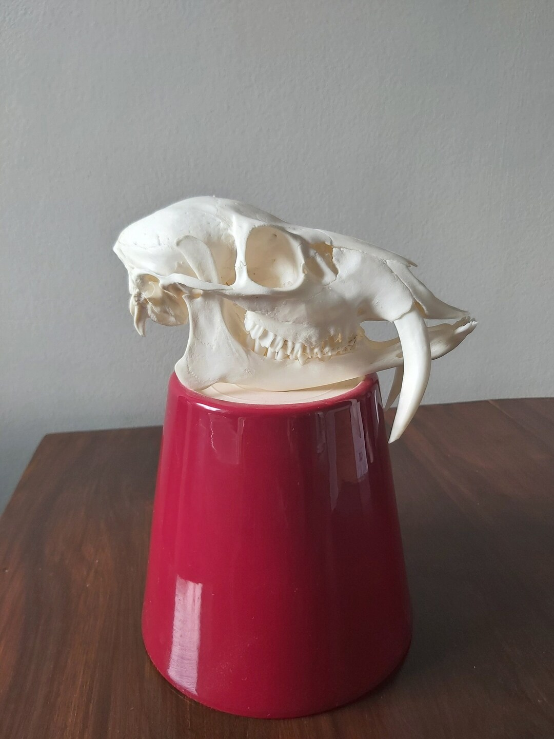 Real Chinese Water Deer Buck Skull Taxidermy Etsy