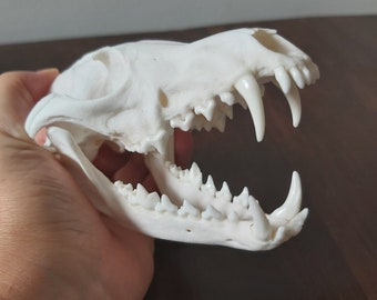 Real Fox Skull Etsy Uk