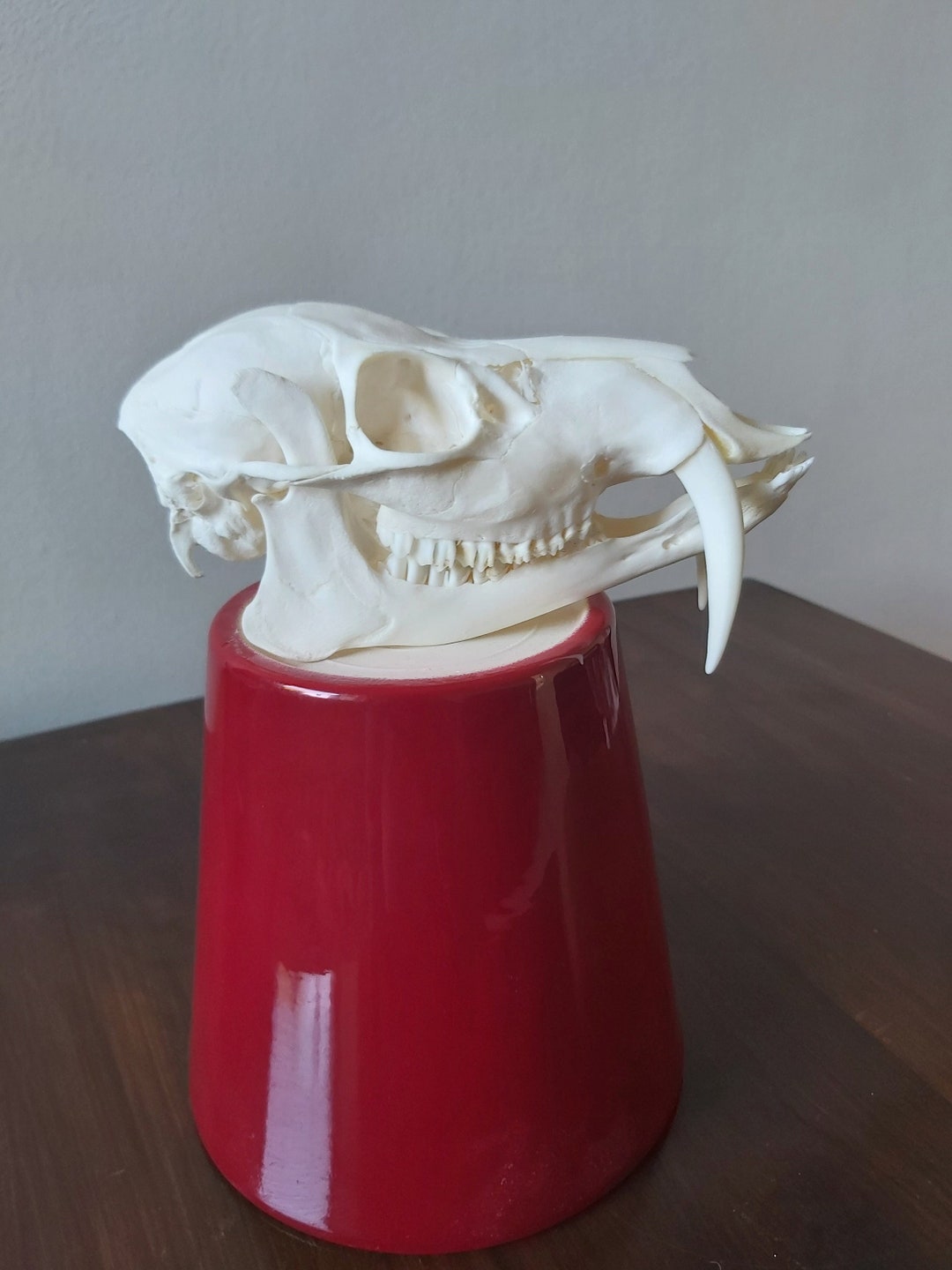 Real Chinese Water Deer Buck Skull Taxidermy Etsy